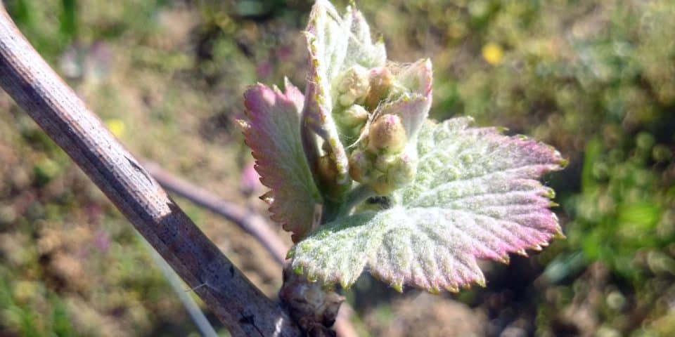 Premiers bourgeons