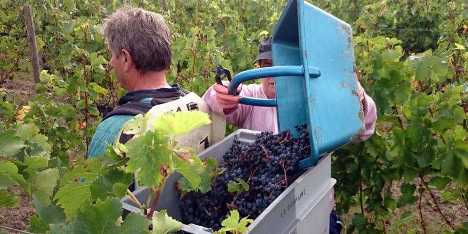 vendanges 2015