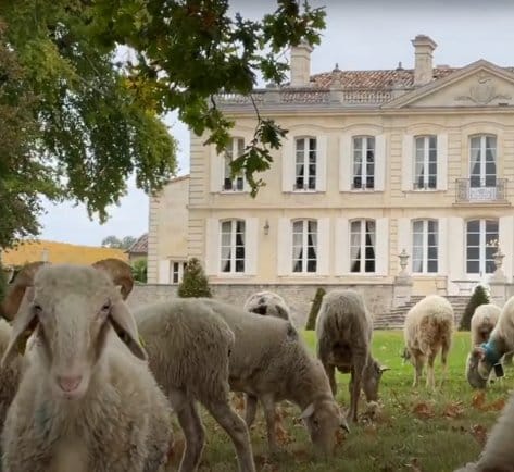 LCI Les brebis au Château de La Dauphine 2022