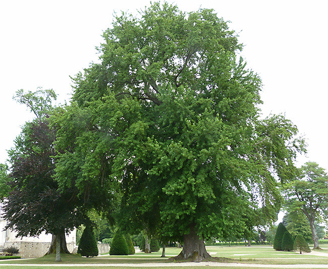Liquidambars du Château de La Dauphine